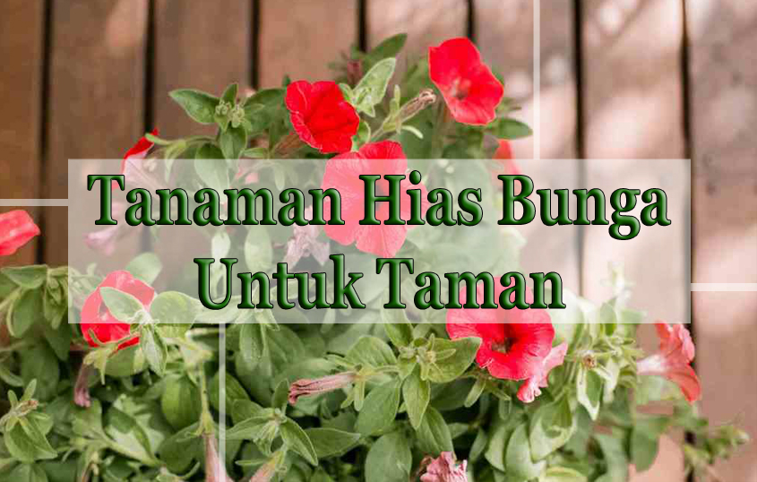 Tanaman Hias Bunga