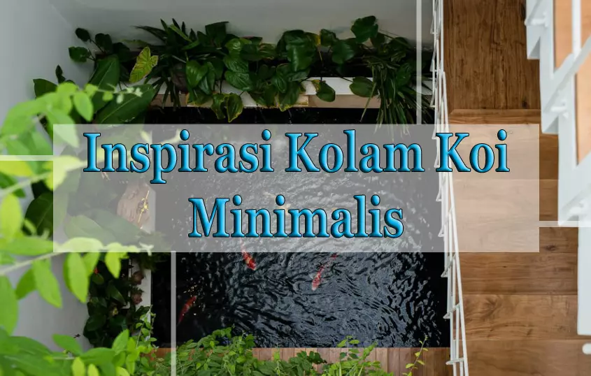 Kolam Koi Minimalis